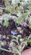 صورة Nemophila pulchella Eastw.