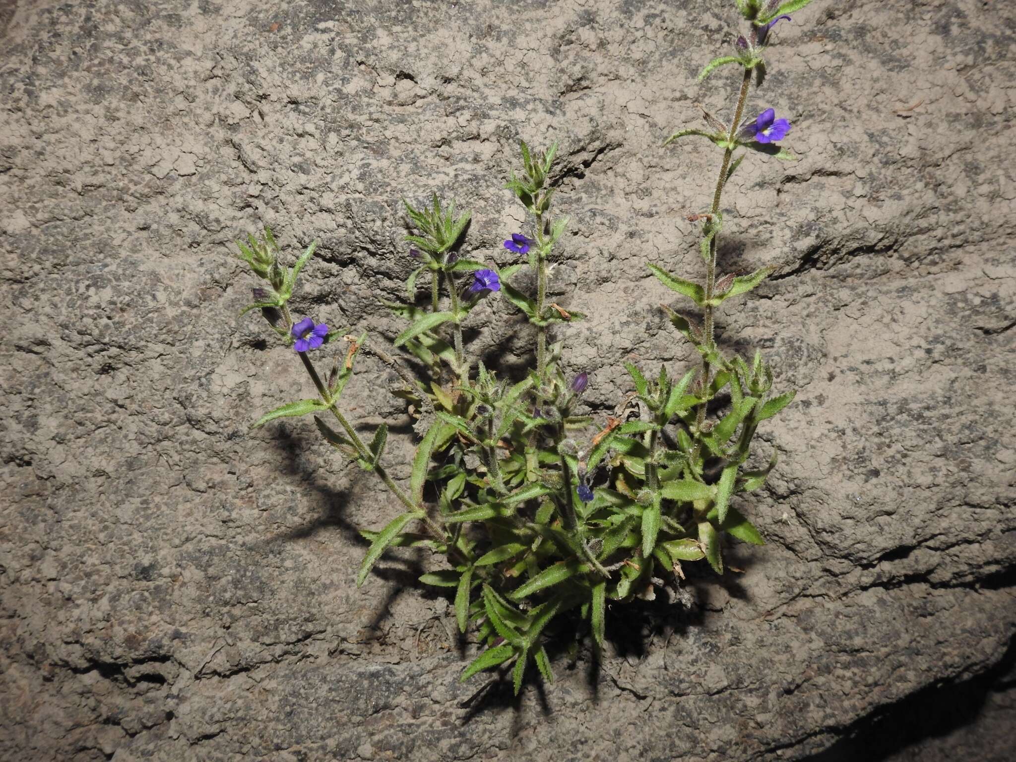 Plancia ëd Stemodia bartsioides Benth.