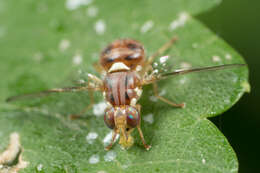 Image of Olive Fruit Fly