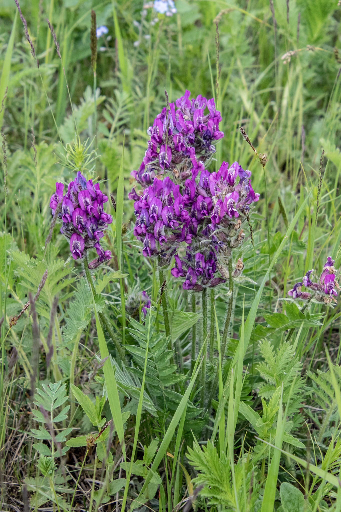 Image de Oxytropis strobilacea Bunge