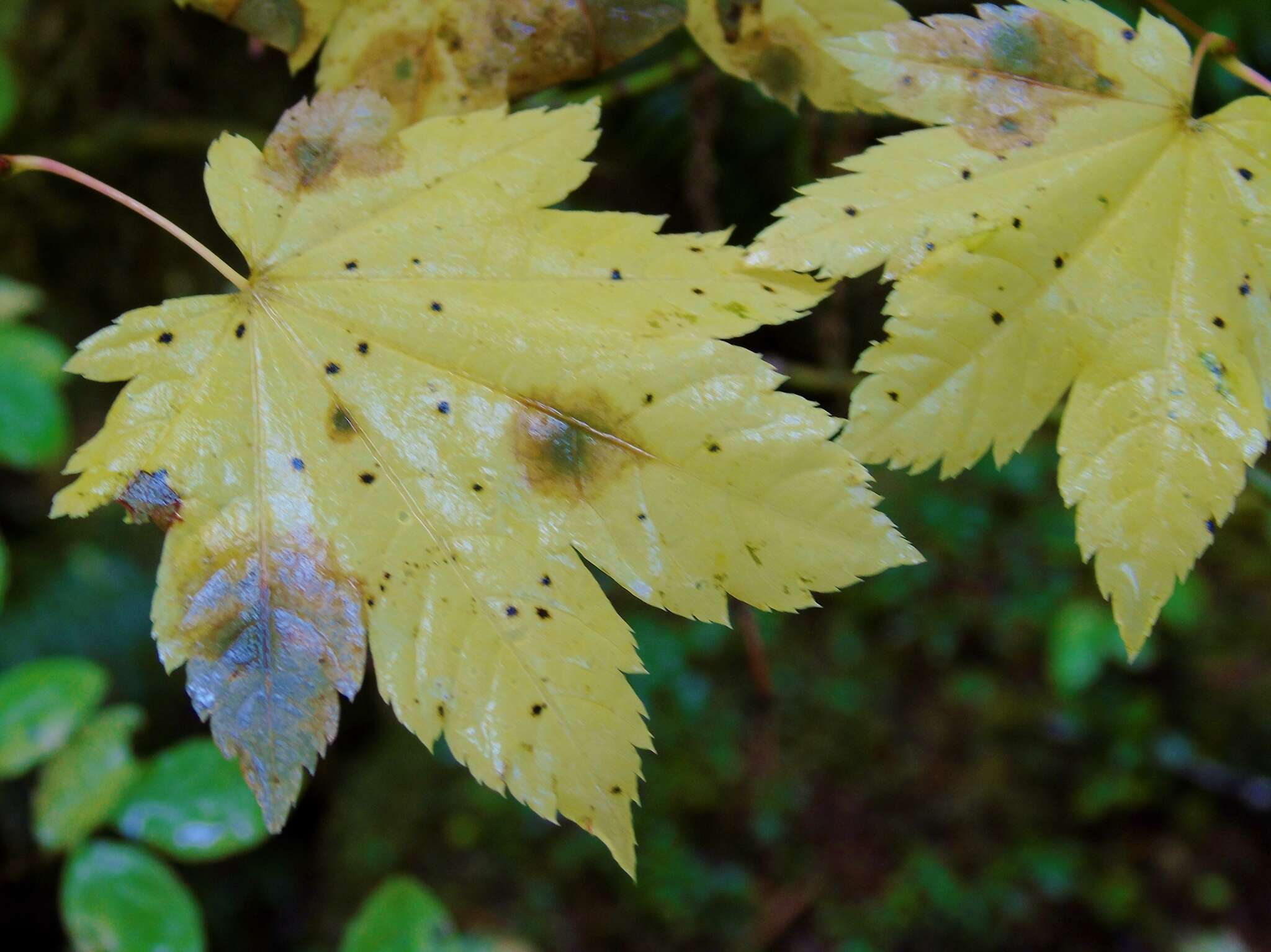 Слика од Acer circinatum Pursh