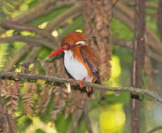 صورة Corythornis madagascariensis (Linnaeus 1766)