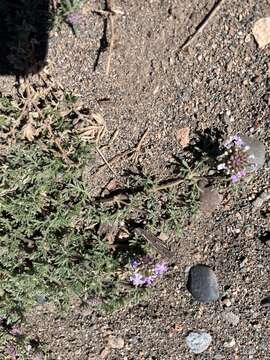 Image of Glandularia parodii Covas & Schnack