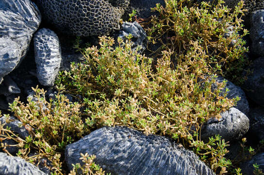 Image of Portulaca mauritiensis Poelln.