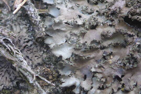 Image of wreath lichen