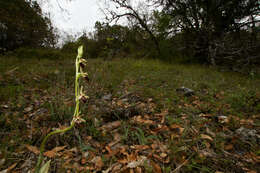 Image of Ophrys sphegodes subsp. epirotica (Renz) Gölz & H. R. Reinhard