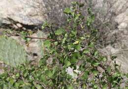 Imagem de Jatropha cardiophylla (Torr.) Müll. Arg.