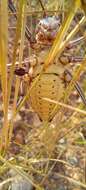 Image of Armoured Katydid