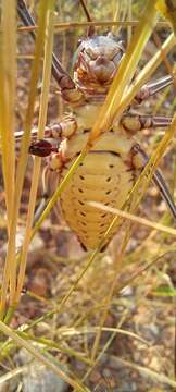 Image of Armoured Katydid