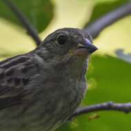 Image of Gray Bunting