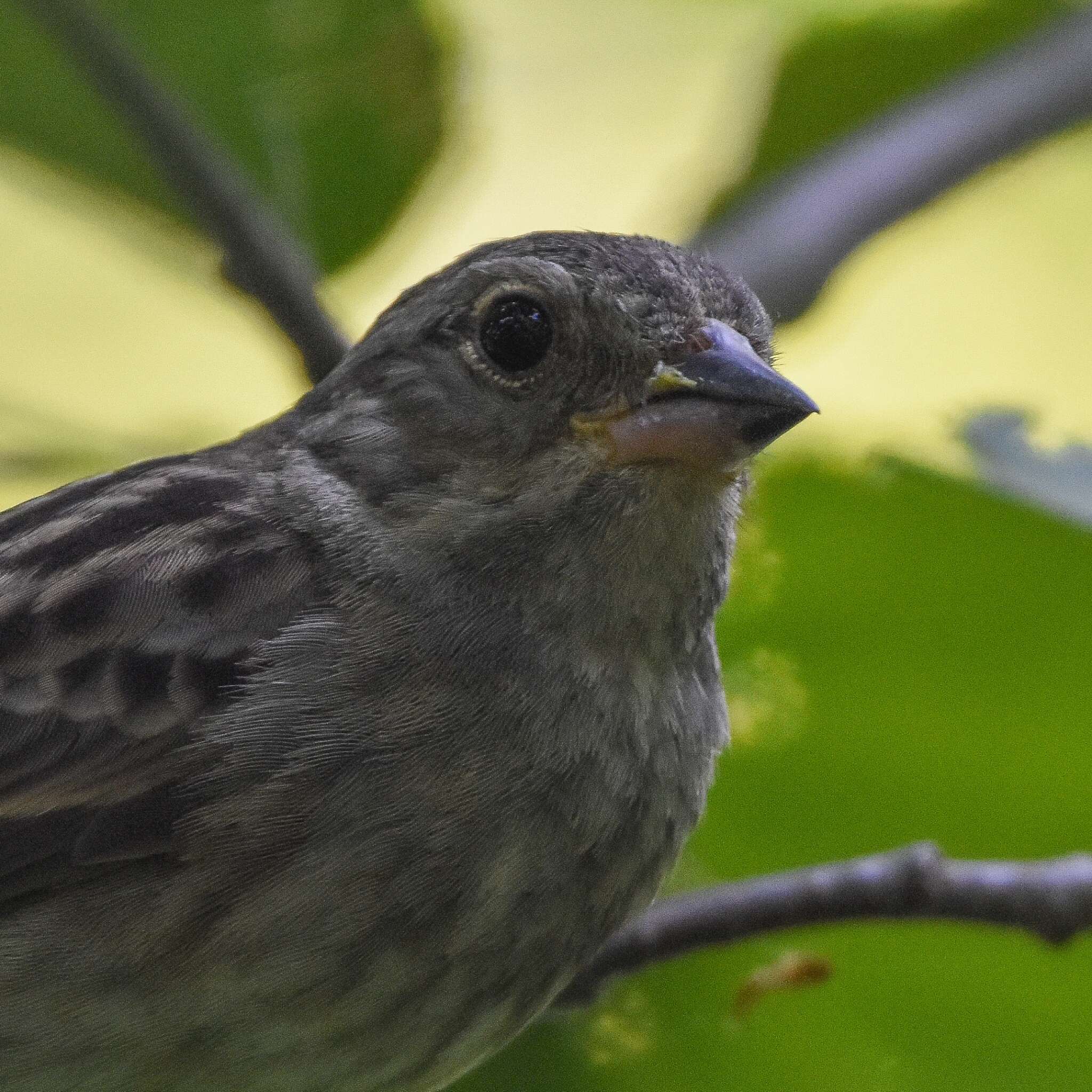 Image of Gray Bunting