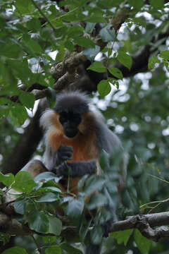 Trachypithecus pileatus (Blyth 1843) resmi