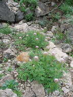 Image of Mexican clammyweed