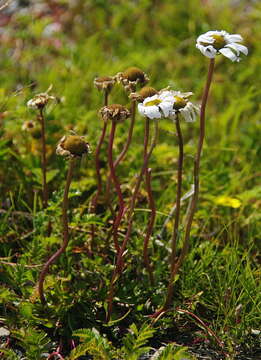 Image of Arctanthemum