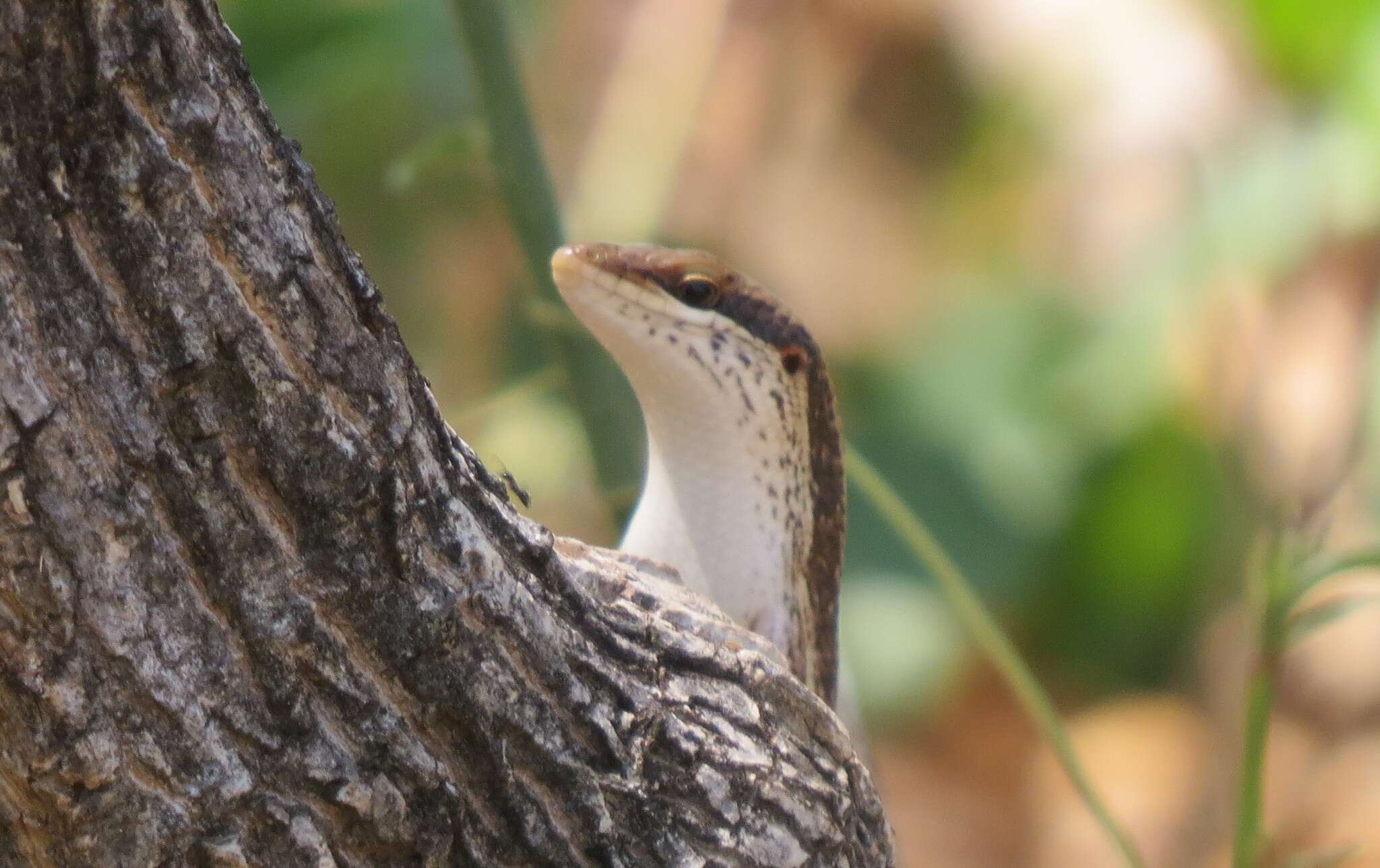 Image de Trachylepis planifrons (Peters 1878)