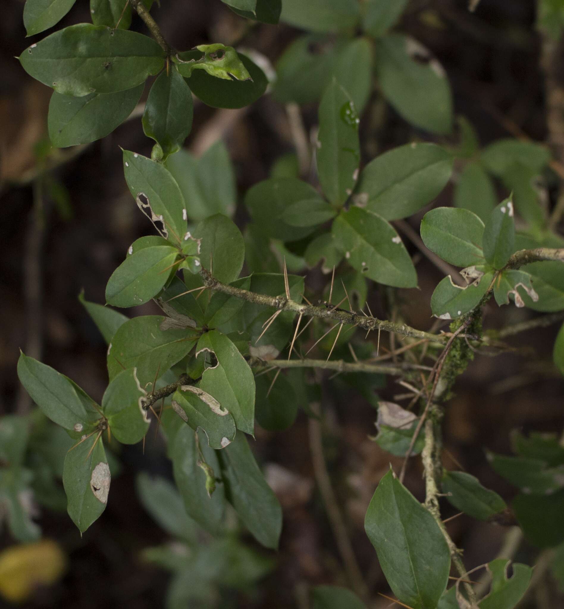 Image of Archidasyphyllum diacanthoides