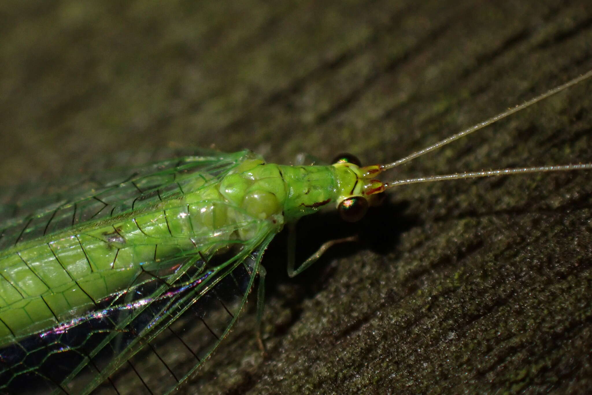 Sivun Leucochrysa (Nodita) floridana Banks 1897 kuva