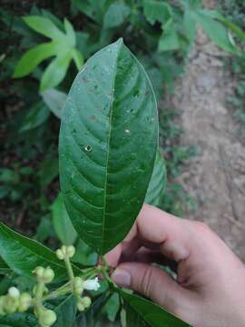 Image of Palicourea caerulea (Ruiz & Pav.) Schult.