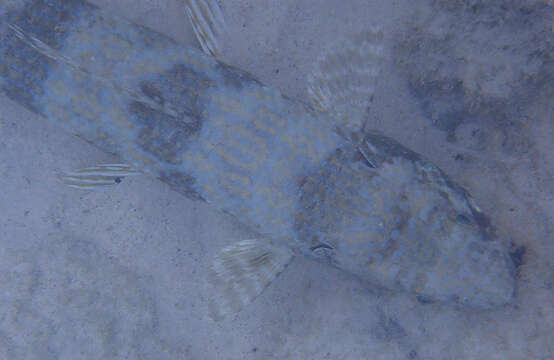 Image of Lizardfish