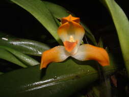 Image of Maxillaria mombachoensis A. H. Heller ex J. T. Atwood