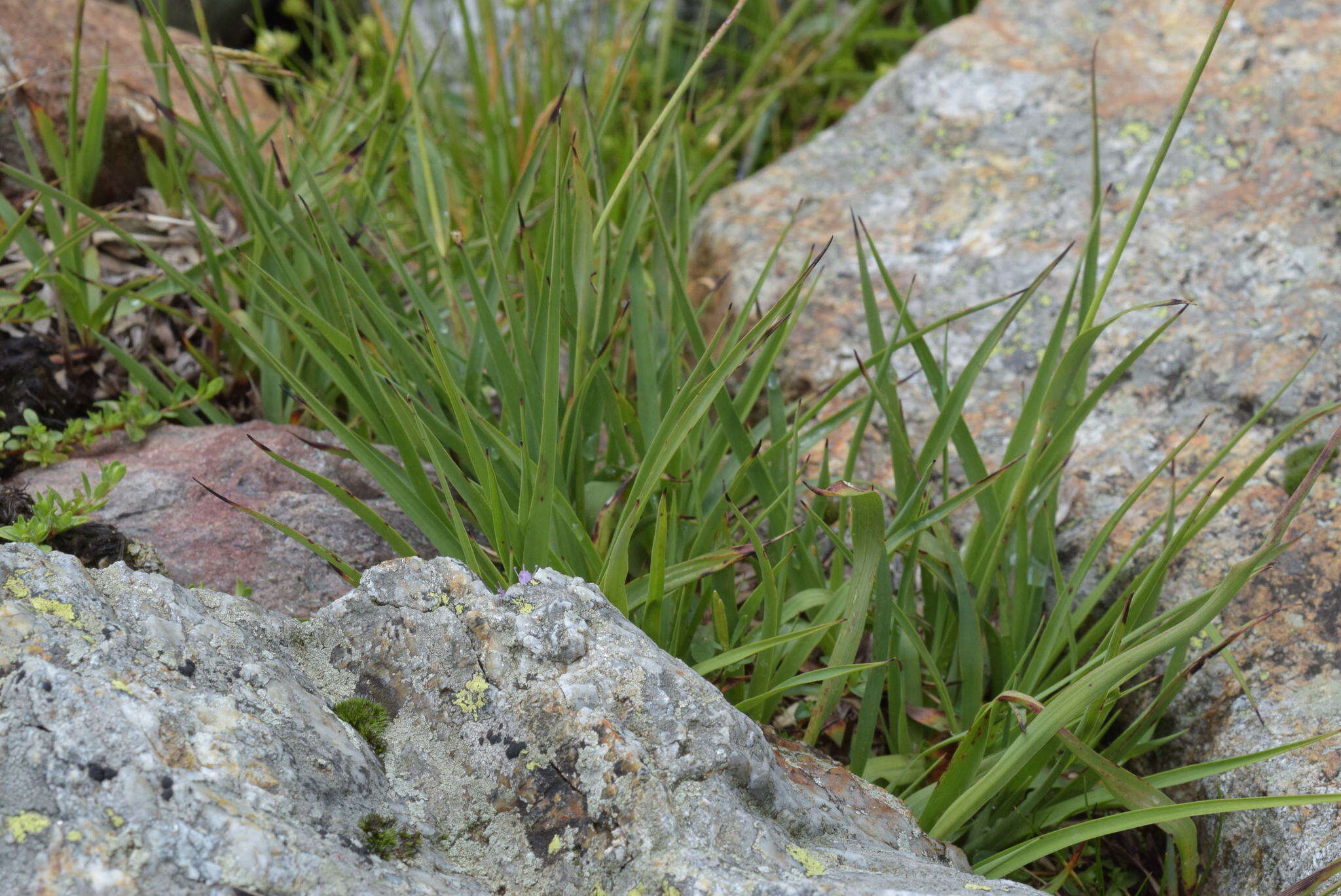 Image of alpine woodrush