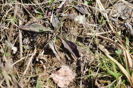 Antennaria parlinii subsp. fallax (Greene) R. J. Bayer & G. L. Stebbins resmi