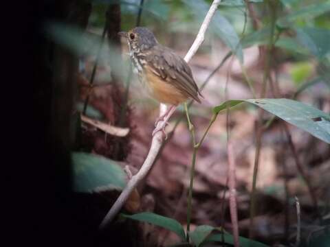 Image of Spotted Antpitta