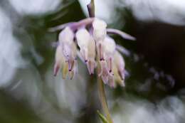 Image of Burmannia longifolia Becc.