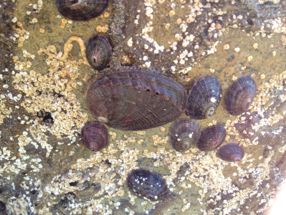 Image of pink abalone