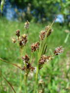 Image of common woodrush