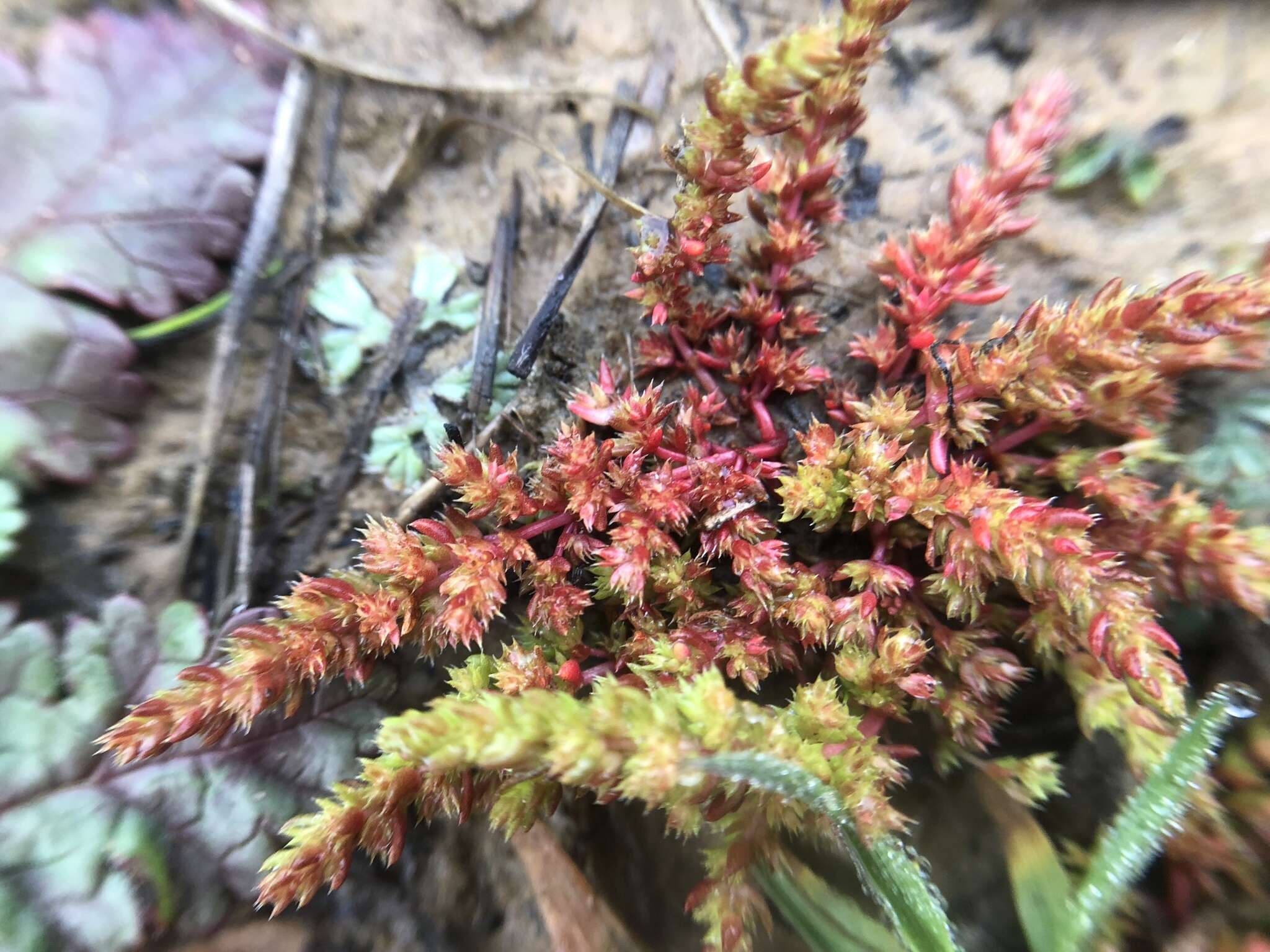 Crassula tillaea Lester-Garland resmi