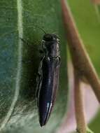 Image of Agrilus quadriguttatus niveiventris Horn 1891