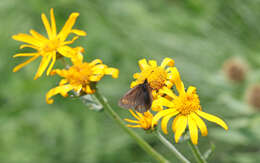 Image of Yellow-banded Ringlet