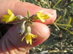 Image of <i>Calobota angustifolia</i>