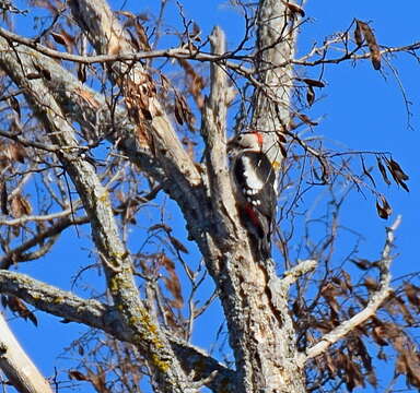 Image of Syrian Woodpecker