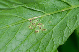 Image of Puccinia aegopodii (Schumach.) Link 1817