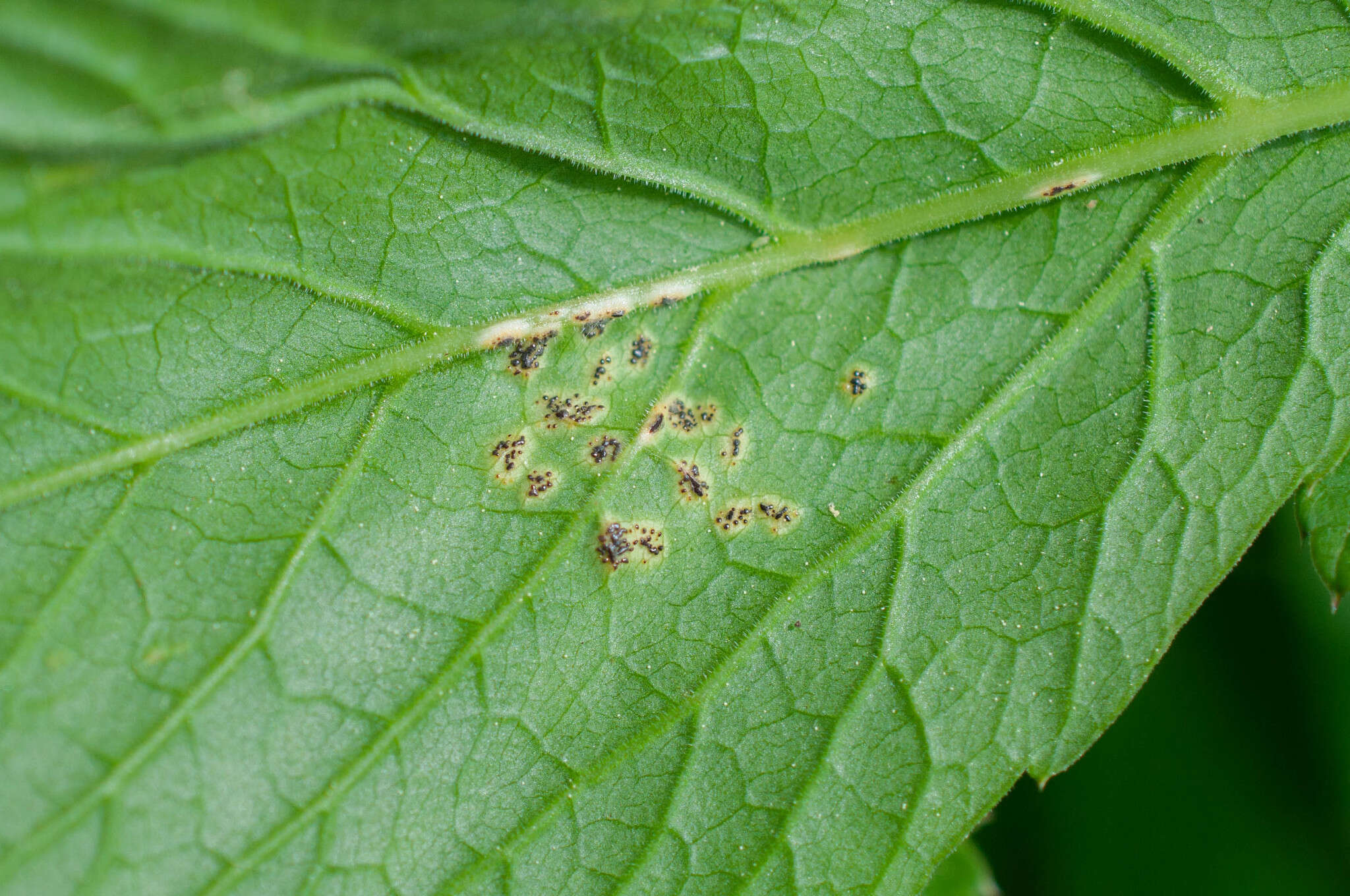 Imagem de Puccinia aegopodii (Schumach.) Link 1817