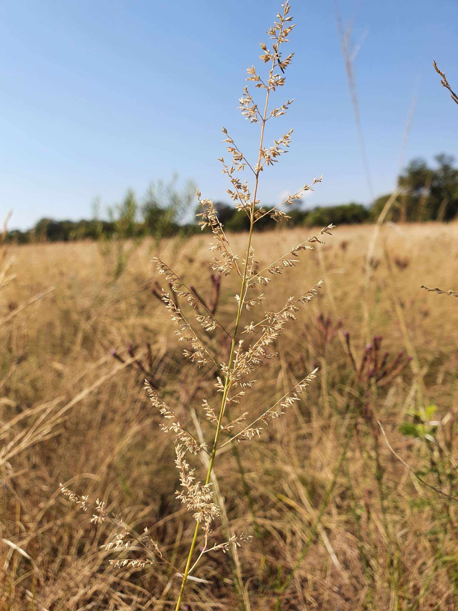 Image of Gumgrass