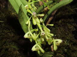 Image of Epidendrum erosum Ames & C. Schweinf.