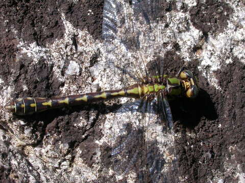 Image of Boreal Snaketail