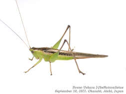 صورة Conocephalus (Anisoptera) maculatus (Le Guillou 1841)