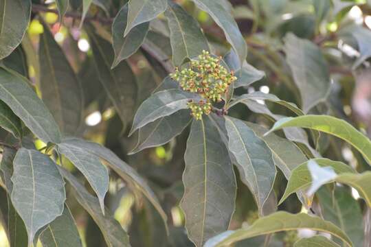 Image of Meliosma dentata (Liebm.) Urban