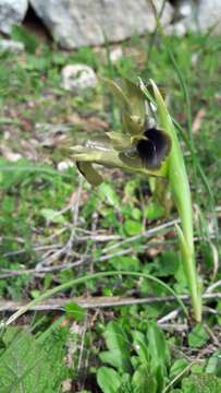 Image of Iris tuberosa L.