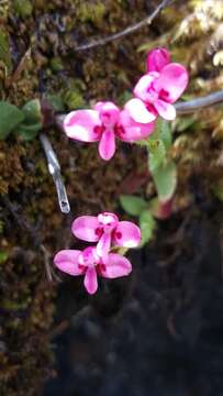 Disa glandulosa Burch. ex Lindl. resmi