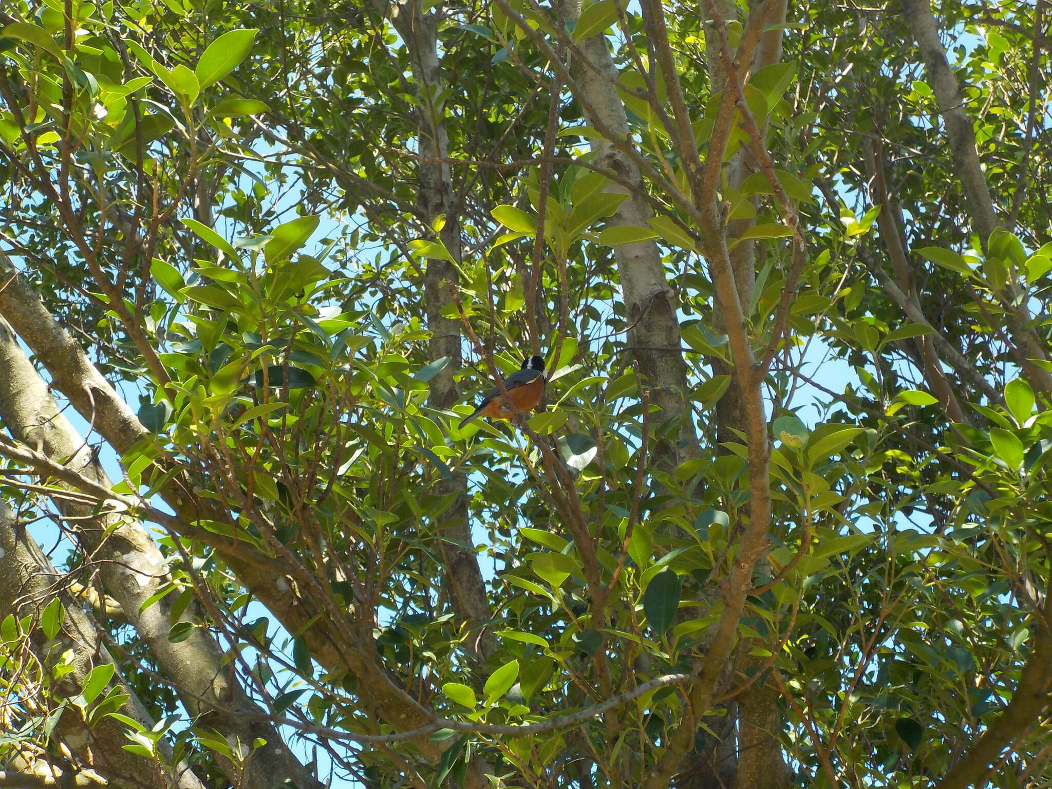 Image of Chestnut-bellied Tit