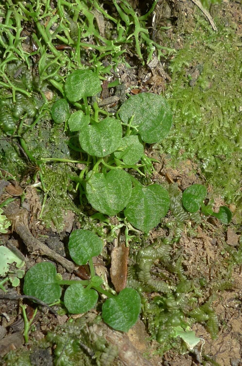 Image of Trowel leaved greenhood orchid