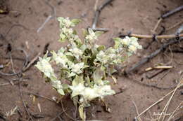 Image of Gomphrena mendocina (R. Phil.) R. E. Fries