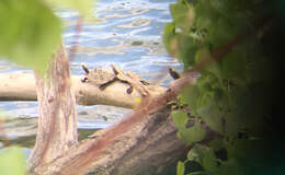 Image of Ouachita Map Turtle