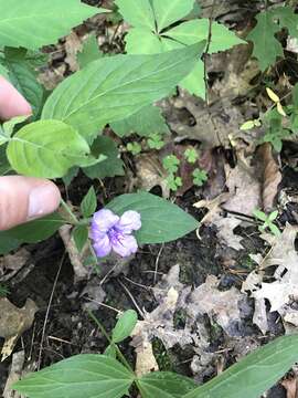 صورة Ruellia purshiana Fern.