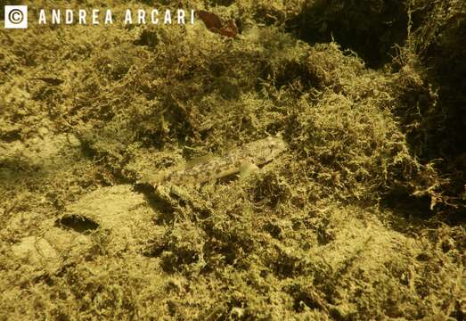 Image of Arno Goby